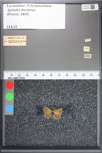 Media type: image;   Entomology 54099